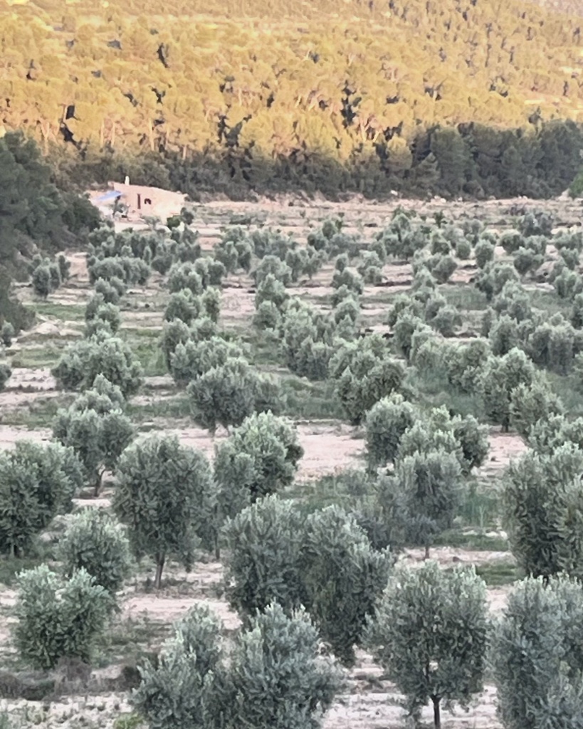 dona luisa extra vierge olijfolie 250 ml