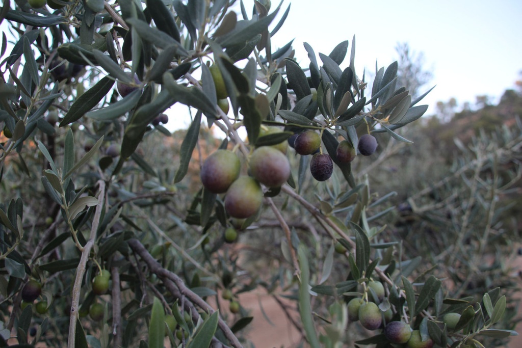geschenkpakket O'gustinos + Don Luisa 250 ml+ Don Alberto 250 ml